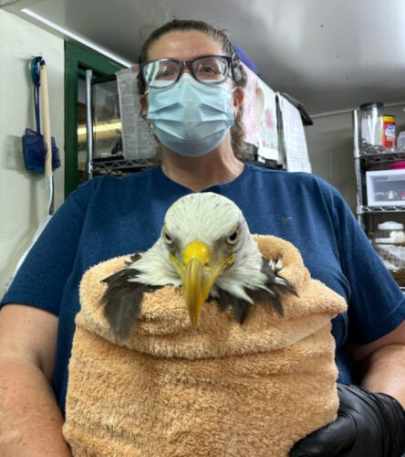 Good Samaritan Wildlife to rehabilitate area injured, abandoned animals
